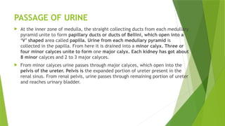 PASSAGE OF URINE
 At the inner zone of medulla, the straight collecting ducts from each medullary
pyramid unite to form papillary ducts or ducts of Bellini, which open into a
‘V’ shaped area called papilla. Urine from each medullary pyramid is
collected in the papilla. From here it is drained into a minor calyx. Three or
four minor calyces unite to form one major calyx. Each kidney has got about
8 minor calyces and 2 to 3 major calyces.
 From minor calyces urine passes through major calyces, which open into the
pelvis of the ureter. Pelvis is the expanded portion of ureter present in the
renal sinus. From renal pelvis, urine passes through remaining portion of ureter
and reaches urinary bladder.
 
