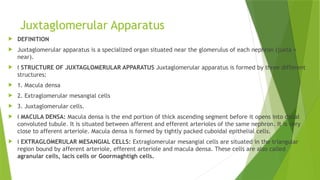 Juxtaglomerular Apparatus
 DEFINITION
 Juxtaglomerular apparatus is a specialized organ situated near the glomerulus of each nephron (juxta =
near).
 „ STRUCTURE OF JUXTAGLOMERULAR APPARATUS Juxtaglomerular apparatus is formed by three different
structures:
 1. Macula densa
 2. Extraglomerular mesangial cells
 3. Juxtaglomerular cells.
 „ MACULA DENSA: Macula densa is the end portion of thick ascending segment before it opens into distal
convoluted tubule. It is situated between afferent and efferent arterioles of the same nephron. It is very
close to afferent arteriole. Macula densa is formed by tightly packed cuboidal epithelial cells.
 „ EXTRAGLOMERULAR MESANGIAL CELLS: Extraglomerular mesangial cells are situated in the triangular
region bound by afferent arteriole, efferent arteriole and macula densa. These cells are also called
agranular cells, lacis cells or Goormaghtigh cells.
 