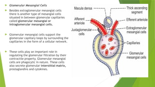  Glomerular Mesangial Cells
 Besides extraglomerular mesangial cells
there is another type of mesangial cells
situated in between glomerular capillaries
called glomerular mesangial or
intraglomerular mesangial cells.
 Glomerular mesangial cells support the
glomerular capillary loops by surrounding the
capillaries in the form of a cellular network.
 These cells play an important role in
regulating the glomerular filtration by their
contractile property. Glomerular mesangial
cells are phagocytic in nature. These cells
also secrete glomerular interstitial matrix,
prostaglandins and cytokines.
 
