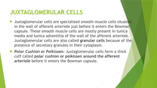 JUXTAGLOMERULAR CELLS
 Juxtaglomerular cells are specialized smooth muscle cells situated
in the wall of afferent arteriole just before it enters the Bowman
capsule. These smooth muscle cells are mostly present in tunica
media and tunica adventitia of the wall of the afferent arteriole.
Juxtaglomerular cells are also called granular cells because of the
presence of secretary granules in their cytoplasm.
 Polar Cushion or Polkissen: Juxtaglomerular cells form a thick
cuff called polar cushion or polkissen around the afferent
arteriole before it enters the Bowman capsule.
 