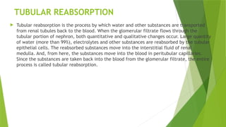 TUBULAR REABSORPTION
 Tubular reabsorption is the process by which water and other substances are transported
from renal tubules back to the blood. When the glomerular filtrate flows through the
tubular portion of nephron, both quantitative and qualitative changes occur. Large quantity
of water (more than 99%), electrolytes and other substances are reabsorbed by the tubular
epithelial cells. The reabsorbed substances move into the interstitial fluid of renal
medulla. And, from here, the substances move into the blood in peritubular capillaries.
Since the substances are taken back into the blood from the glomerular filtrate, the entire
process is called tubular reabsorption.
 