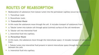 ROUTES OF REABSORPTION
 Reabsorption of substances from tubular lumen into the peritubular capillary occurs by two routes:
 1. Trancelluar route
 2. Paracellular route.
 1. Transcellular Route
 In this route the substances move through the cell. It includes transport of substances from:
 a. Tubular lumen into tubular cell through apical (luminal) surface of the cell membrane
 b. Tubular cell into interstitial fluid
 c. Interstitial fluid into capillary.
 2. Paracelluar Route
 In this route, the substances move through the intercellular space. It includes transport of substances
from:
 i. Tubular lumen into interstitial fluid present in lateral intercellular space through the tight junction
between the cells
 ii. Interstitial fluid into capillary
 
