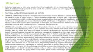 Micturition
 Micturition is a process by which urine is voided from the urinary bladder. It is a reflex process. However, in grown up children and
adults, it can be controlled voluntarily to some extent. The functional anatomy and nerve supply of urinary bladder are essential
for the process of micturition.
 FUNCTIONAL ANATOMY OF URINARY BLADDER AND URETHRA
 URINARY BLADDER Urinary bladder is a triangular hollow organ located in lower abdomen. It consists of a body and neck. Wall of
the bladder is formed by smooth muscle. It consists of three ill-defined layers of muscle fibers called detrusor muscle, viz. the
inner longitudinal layer, middle circular layer and outer longitudinal layer. Inner surface of urinary bladder is lined by mucus
membrane. In empty bladder, the mucosa falls into many folds called rugae. At the posterior surface of the bladder wall, there is
a triangular area called trigone. At the upper angles of this trigone, two ureters enter the bladder. Lower part of the bladder is
narrow and forms the neck. It opens into urethra via internal urethral sphincter.
 URETHRA Male urethra has both urinary function and reproductive function. It carries urine and semen. Female urethra has only
urinary function and it carries only urine. So, male urethra is structurally different from female urethra. Male Urethra Male
urethra is about 20 cm long. After origin from bladder it traverses the prostate gland, which lies below the bladder and then runs
through the penis Throughout its length, the urethra has mucus glands called glands of Littre. Male urethra is divided into three
parts: 1. Prostatic urethra 2. Membranous urethra 3. Spongy urethra. 1. Prostatic urethra Prostatic urethra is 3 cm long and it runs
through prostate gland. The prostatic fluid is emptied into this part of urethra through prostatic sinuses. Sperms from vas
deferens and the fluid from seminal vesicles are also emptied into prostatic urethra via ejaculatory ducts (Chapter 74). Part of
the urethra after taking origin from neck of bladder before entering the prostate gland is known as preprostatic urethra. Its
length is about 0.5 to 1.5 cm. This part of urethra is considered as part of prostatic urethra. 2. Membranous urethra Membranous
urethra is about 1 to 2 cm long. It runs from base of the prostate gland through urogenital diaphragm up to the bulb of urethra. 3.
Spongy urethra Spongy urethra is also known as cavernous urethra and its length is about 15 cm. Spongy urethra is surrounded by
corpus spongiosum of penis. It is divided into a proximal bulbar urethra and a distal penil urethra. Penile urethra is narrow with a
length of about 6 cm. It ends with external urethral meatus or orifice, which is located at the end of penis. The bilateral
bulbourethral glands open into spongy urethra. Bulbourethral glands are also called Cowper glands.
 