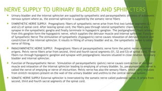 NERVE SUPPLY TO URINARY BLADDER AND SPHINCTERS
 Urinary bladder and the internal sphincter are supplied by sympathetic and parasympathetic divisions of autonomic
nervous system where as, the external sphincter is supplied by the somatic nerve fibers
 SYMPATHETIC NERVE SUPPLY: Preganglionic fibers of sympathetic nerve arise from first two lumbar segments (L1
and L2) of spinal cord. After leaving spinal cord, the fibers pass through lateral sympathetic chain without any
synapse in the sympathetic ganglia and finally terminate in hypogastric ganglion. The postganglionic fibers arising
from this ganglion form the hypogastric nerve, which supplies the detrusor muscle and internal sphincter. Function
of Sympathetic Nerve The stimulation of sympathetic (hypogastric) nerve causes relaxation of detrusor muscle and
constriction of the internal sphincter. It results in filling of urinary bladder and so, the sympathetic nerve is called
nerve of filling.
 PARASYMPATHETIC NERVE SUPPLY: Preganglionic fibers of parasympathetic nerve form the pelvic nerve or nervus
erigens. Pelvic nerve fibers arise from second, third and fourth sacral segments (S1, S2 and S3) of spinal cord. These
fibers run through hypogastric ganglion and synapse with postganglionic neurons situated in close relation to urinary
bladder and internal sphincter.
 Function of Parasympathetic Nerve: Stimulation of parasympathetic (pelvic) nerve causes contraction of detrusor
muscle and relaxation of the internal sphincter leading to emptying of urinary bladder. So, parasympathetic nerve is
called the nerve of emptying or nerve of micturition. Pelvic nerve has also the sensory fibers, which carry impulses
from stretch receptors present on the wall of the urinary bladder and urethra to the central nervous system.
 SOMATIC NERVE SUPPLY External sphincter is innervated by the somatic nerve called pudendal nerve. It arises from
second, third and fourth sacral segments of the spinal cord.
 