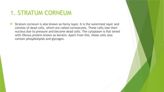 1. STRATUM CORNEUM
 Stratum corneum is also known as horny layer. It is the outermost layer and
consists of dead cells, which are called corneocytes. These cells lose their
nucleus due to pressure and become dead cells. The cytoplasm is flat tened
with fibrous protein known as keratin. Apart from this, these cells also
contain phospholipids and glycogen.
 