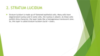 2. STRATUM LUCIDUM
 Stratum lucidum is made up of flattened epithelial cells. Many cells have
degenerated nucleus and in some cells, the nucleus is absent. As these cells
exhibit shiny character, the layer looks like a homogeneous translucent zone.
So, this layer is called stratum lucidum (lucid = clear).
 