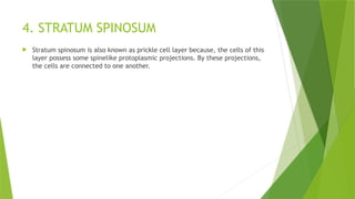 4. STRATUM SPINOSUM
 Stratum spinosum is also known as prickle cell layer because, the cells of this
layer possess some spinelike protoplasmic projections. By these projections,
the cells are connected to one another.
 