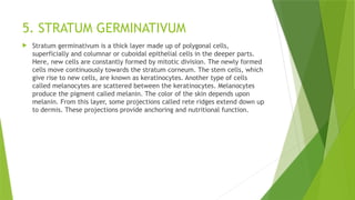 5. STRATUM GERMINATIVUM
 Stratum germinativum is a thick layer made up of polygonal cells,
superficially and columnar or cuboidal epithelial cells in the deeper parts.
Here, new cells are constantly formed by mitotic division. The newly formed
cells move continuously towards the stratum corneum. The stem cells, which
give rise to new cells, are known as keratinocytes. Another type of cells
called melanocytes are scattered between the keratinocytes. Melanocytes
produce the pigment called melanin. The color of the skin depends upon
melanin. From this layer, some projections called rete ridges extend down up
to dermis. These projections provide anchoring and nutritional function.
 