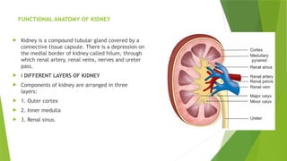 FUNCTIONAL ANATOMY OF KIDNEY
 Kidney is a compound tubular gland covered by a
connective tissue capsule. There is a depression on
the medial border of kidney called hilum, through
which renal artery, renal veins, nerves and ureter
pass.
 „ DIFFERENT LAYERS OF KIDNEY
 Components of kidney are arranged in three
layers:
 1. Outer cortex
 2. Inner medulla
 3. Renal sinus.
 