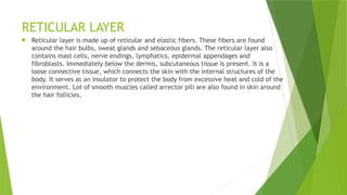 RETICULAR LAYER
 Reticular layer is made up of reticular and elastic fibers. These fibers are found
around the hair bulbs, sweat glands and sebaceous glands. The reticular layer also
contains mast cells, nerve endings, lymphatics, epidermal appendages and
fibroblasts. Immediately below the dermis, subcutaneous tissue is present. It is a
loose connective tissue, which connects the skin with the internal structures of the
body. It serves as an insulator to protect the body from excessive heat and cold of the
environment. Lot of smooth muscles called arrector pili are also found in skin around
the hair follicles.
 