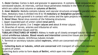 1. Outer Cortex: Cortex is dark and granular in appearance. It contains renal corpuscles and
convoluted tubules. At intervals, cortical tissue penetrates medulla in the form of columns,
which are called renal columns or columns of Bertini.
2. Inner Medulla: Medulla contains tubular and vascular structures arranged in parallel radial
lines. Medullary mass is divided into 8 to 18 medullary or Malpighian pyramids.
Broad base of each pyramid is in contact with cortex and the apex projects into minor calyx.
3. Renal Sinus: Renal sinus consists of the following structures:
i. Upper expanded part of ureter called renal pelvis
ii. Subdivisions of pelvis: 2 or 3 major calyces and about 8 minor calyces
iii. Branches of nerves, arteries and tributaries of veins
iv. Loose connective tissues and fat.
TUBULAR STRUCTURES OF KIDNEY: Kidney is made up of closely arranged tubular structures
called uriniferous tubules. Blood vessels and interstitial connective tissues are interposed
between these tubules. Uriniferous tubules include:
1. Terminal or secretary tubules called nephrons, which are concerned with formation of
urine
2. Collecting ducts or tubules, which are concerned with transport of urine from nephrons
to pelvis of ureter.
Collecting ducts unite to form ducts of Bellini, which open into minor calyces through
papilla.
 