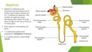Nephron
 Nephron is defined as the
structural and functional unit of
kidney. Each kidney consists of 1
to 1.3 millions of nephrons. The
number of nephrons starts
decreasing after about 45 to 50
years of age at the rate of 0.8% to
1% every year.
 Each nephron is formed by two
parts :
 1. A blind end called renal
corpuscle or Malpighian corpuscle
 2. A tubular portion called renal
tubule.
 