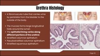 Comprehensive Overview Of The Urinary System Structure Function And comprehensive-overview-of-the-urinary-system-structure-function-and