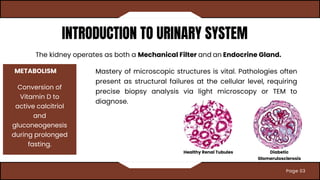 Comprehensive Overview of the Urinary System: Structure, Function, and ...