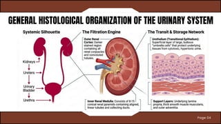 Comprehensive Overview of the Urinary System: Structure, Function, and ...