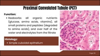 Pct Cd Function Comprehensive Overview of the Urinary System: Structure, Function, and ...