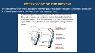 Comprehensive Radiological Anatomy and Imaging of the Urinary System | PPTX