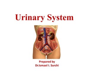 Urinary System
Prepared by
Dr.Ismael I. Surchi
 
