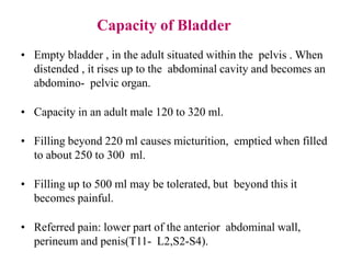 Capacious Bladder Urinary system by ismail surchi | PPTX