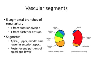 Segment Inferior Urinary system -for NURSING copy.pptx