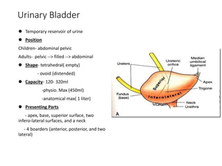 Distented Bladder Urinary system -for NURSING copy.pptx
