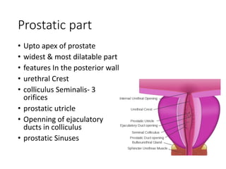 Urinary system -for NURSING copy.pptx | Brain and Nervous System ...