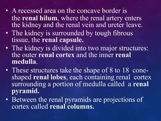 • A recessed area on the concave border is
the renal hilum, where the renal artery enters
the kidney and the renal vein and ureter leave.
• The kidney is surrounded by tough fibrous
tissue, the renal capsule.
• The kidney is divided into two major structures:
the outer renal cortex and the inner renal
medulla.
• These structures take the shape of 8 to 18 cone-
shaped renal lobes, each containing renal cortex
surrounding a portion of medulla called a renal
pyramid.
• Between the renal pyramids are projections of
cortex called renal columns.
 