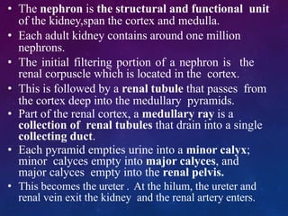 • The nephron is the structural and functional unit
of the kidney,span the cortex and medulla.
• Each adult kidney contains around one million
nephrons.
• The initial filtering portion of a nephron is the
renal corpuscle which is located in the cortex.
• This is followed by a renal tubule that passes from
the cortex deep into the medullary pyramids.
• Part of the renal cortex, a medullary ray is a
collection of renal tubules that drain into a single
collecting duct.
• Each pyramid empties urine into a minor calyx;
minor calyces empty into major calyces, and
major calyces empty into the renal pelvis.
• This becomes the ureter . At the hilum, the ureter and
renal vein exit the kidney and the renal artery enters.
 