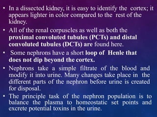 • In a dissected kidney, it is easy to identify the cortex; it
appears lighter in color compared to the rest of the
kidney.
• All of the renal corpuscles as well as both the
proximal convoluted tubules (PCTs) and distal
convoluted tubules (DCTs) are found here.
• Some nephrons have a short loop of Henle that
does not dip beyond the cortex.
• Nephrons take a simple filtrate of the blood and
modify it into urine. Many changes take place in the
different parts of the nephron before urine is created
for disposal.
• The principle task of the nephron population is to
balance the plasma to homeostatic set points and
excrete potential toxins in the urine.
 