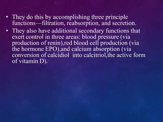 • They do this by accomplishing three principle
functions—filtration, reabsorption, and secretion.
• They also have additional secondary functions that
exert control in three areas: blood pressure (via
production of renin),red blood cell production (via
the hormone EPO),and calcium absorption (via
conversion of calcidiol into calcitriol,the active form
of vitamin D).
 