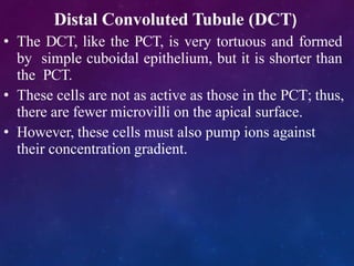 Distal Convoluted Tubule (DCT)
• The DCT, like the PCT, is very tortuous and formed
by simple cuboidal epithelium, but it is shorter than
the PCT.
• These cells are not as active as those in the PCT; thus,
there are fewer microvilli on the apical surface.
• However, these cells must also pump ions against
their concentration gradient.
 