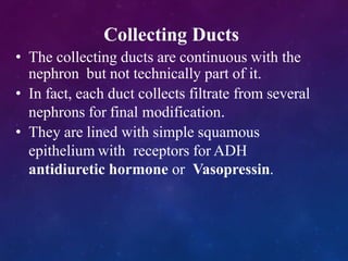 Collecting Ducts
• The collecting ducts are continuous with the
nephron but not technically part of it.
• In fact, each duct collects filtrate from several
nephrons for final modification.
• They are lined with simple squamous
epithelium with receptors for ADH
antidiuretic hormone or Vasopressin.
 