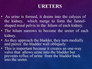 URETERS
• As urine is formed, it drains into the calyces of
the kidney, which merge to form the funnel-
shaped renal pelvis in the hilum of each kidney.
• The hilum narrows to become the ureter of each
kidney.
• As they approach the bladder, they turn medially
and pierce the bladder wall obliquely.
• This is important because it creates an one-way
valve that allows urine into the bladder but
prevents reflux of urine from the bladder back
into the ureter.
 