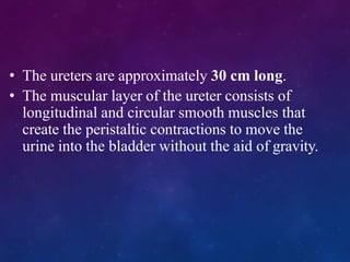• The ureters are approximately 30 cm long.
• The muscular layer of the ureter consists of
longitudinal and circular smooth muscles that
create the peristaltic contractions to move the
urine into the bladder without the aid of gravity.
 