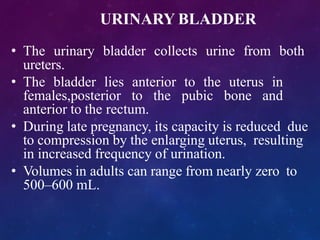 URINARY BLADDER
• The urinary bladder collects urine from both
ureters.
• The bladder lies anterior to the uterus in
females,posterior to the pubic bone and
anterior to the rectum.
• During late pregnancy, its capacity is reduced due
to compression by the enlarging uterus, resulting
in increased frequency of urination.
• Volumes in adults can range from nearly zero to
500–600 mL.
 