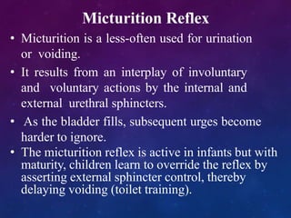 Micturition Reflex
• Micturition is a less-often used for urination
or voiding.
• It results from an interplay of involuntary
and voluntary actions by the internal and
external urethral sphincters.
• As the bladder fills, subsequent urges become
harder to ignore.
• The micturition reflex is active in infants but with
maturity, children learn to override the reflex by
asserting external sphincter control, thereby
delaying voiding (toilet training).
 