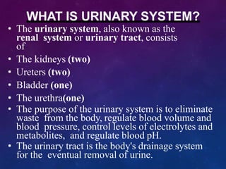 WHAT IS URINARY SYSTEM?
• The urinary system, also known as the
renal system or urinary tract, consists
of
• The kidneys (two)
• Ureters (two)
• Bladder (one)
• The urethra(one)
• The purpose of the urinary system is to eliminate
waste from the body, regulate blood volume and
blood pressure, control levels of electrolytes and
metabolites, and regulate blood pH.
• The urinary tract is the body's drainage system
for the eventual removal of urine.
 