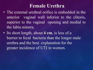 Female Urethra
• The external urethral orifice is embedded in the
anterior vaginal wall inferior to the clitoris,
superior to the vaginal opening and medial to
the labia minora.
• Its short length, about 4 cm, is less of a
barrier to fecal bacteria than the longer male
urethra and the best explanation for the
greater incidence of UTI in women.
 