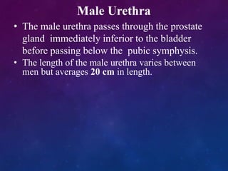 Male Urethra
• The male urethra passes through the prostate
gland immediately inferior to the bladder
before passing below the pubic symphysis.
• The length of the male urethra varies between
men but averages 20 cm in length.
 