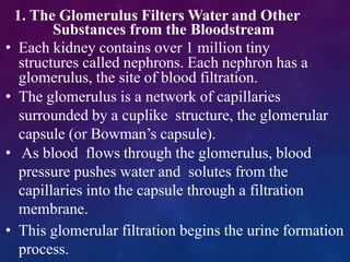 1. The Glomerulus Filters Water and Other
Substances from the Bloodstream
• Each kidney contains over 1 million tiny
structures called nephrons. Each nephron has a
glomerulus, the site of blood filtration.
• The glomerulus is a network of capillaries
surrounded by a cuplike structure, the glomerular
capsule (or Bowman’s capsule).
• As blood flows through the glomerulus, blood
pressure pushes water and solutes from the
capillaries into the capsule through a filtration
membrane.
• This glomerular filtration begins the urine formation
process.
 