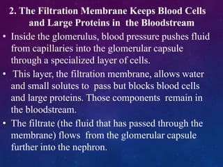 2. The Filtration Membrane Keeps Blood Cells
and Large Proteins in the Bloodstream
• Inside the glomerulus, blood pressure pushes fluid
from capillaries into the glomerular capsule
through a specialized layer of cells.
• This layer, the filtration membrane, allows water
and small solutes to pass but blocks blood cells
and large proteins. Those components remain in
the bloodstream.
• The filtrate (the fluid that has passed through the
membrane) flows from the glomerular capsule
further into the nephron.
 