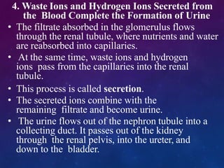 4. Waste Ions and Hydrogen Ions Secreted from
the Blood Complete the Formation of Urine
• The filtrate absorbed in the glomerulus flows
through the renal tubule, where nutrients and water
are reabsorbed into capillaries.
• At the same time, waste ions and hydrogen
ions pass from the capillaries into the renal
tubule.
• This process is called secretion.
• The secreted ions combine with the
remaining filtrate and become urine.
• The urine flows out of the nephron tubule into a
collecting duct. It passes out of the kidney
through the renal pelvis, into the ureter, and
down to the bladder.
 