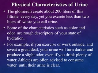 Physical Characteristics of Urine
• The glomeruli create about 200 liters of this
filtrate every day, yet you excrete less than two
liters of waste you call urine.
• Some of the characteristics such as color and
odor are rough descriptors of your state of
hydration.
• For example, if you exercise or work outside, and
sweat a great deal, your urine will turn darker and
produce a slight odor, even if you drink plenty of
water.Athletes are often advised to consume
water until their urine is clear.
 