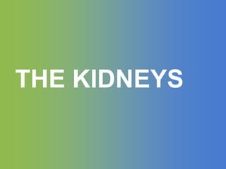 THE KIDNEYS
 