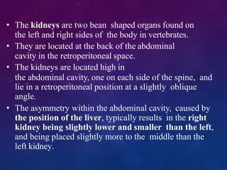 • The kidneys are two bean shaped organs found on
the left and right sides of the body in vertebrates.
• They are located at the back of the abdominal
cavity in the retroperitoneal space.
• The kidneys are located high in
the abdominal cavity, one on each side of the spine, and
lie in a retroperitoneal position at a slightly oblique
angle.
• The asymmetry within the abdominal cavity, caused by
the position of the liver, typically results in the right
kidney being slightly lower and smaller than the left,
and being placed slightly more to the middle than the
left kidney.
 