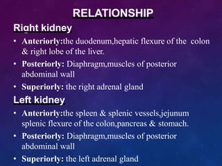 RELATIONSHIP
Right kidney
• Anteriorly:the duodenum,hepatic flexure of the colon
& right lobe of the liver.
• Posteriorly: Diaphragm,muscles of posterior
abdominal wall
• Superiorly: the right adrenal gland
Left kidney
• Anteriorly:the spleen & splenic vessels,jejunum
splenic flexure of the colon,pancreas & stomach.
• Posteriorly: Diaphragm,muscles of posterior
abdominal wall
• Superiorly: the left adrenal gland
 