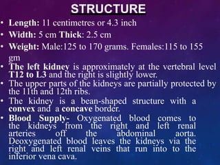 STRUCTURE
• Length: 11 centimetres or 4.3 inch
• Width: 5 cm Thick: 2.5 cm
• Weight: Male:125 to 170 grams. Females:115 to 155
gm
• The left kidney is approximately at the vertebral level
T12 to L3 and the right is slightly lower.
• The upper parts of the kidneys are partially protected by
the 11th and 12th ribs.
• The kidney is a bean-shaped structure with a
convex and a concave border.
• Blood Supply- Oxygenated blood comes to
the kidneys from the right and left renal
arteries off the abdominal aorta.
Deoxygenated blood leaves the kidneys via the
right and left renal veins that run into to the
inferior vena cava.
 