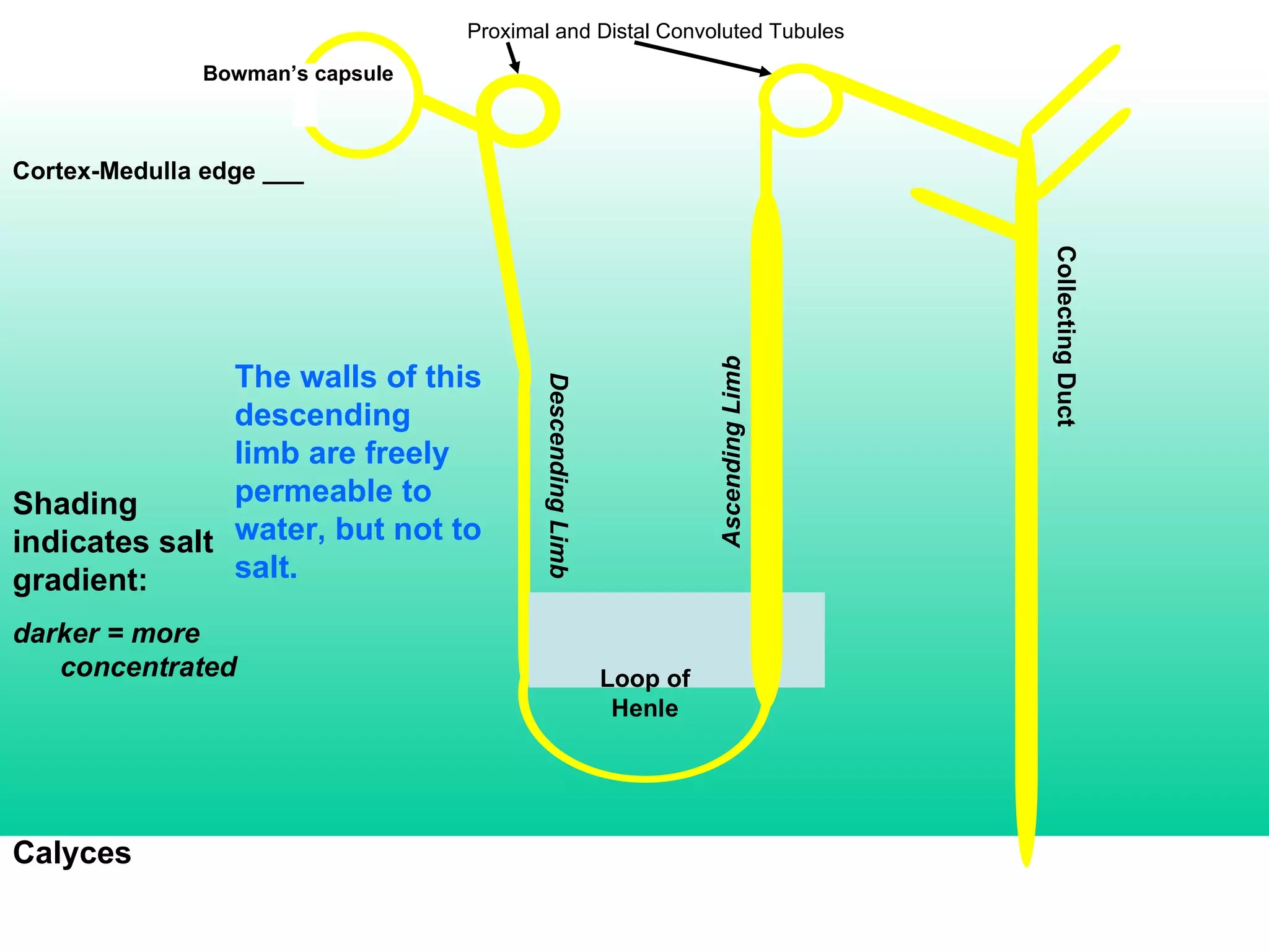 Cortex-Medulla edge ___ Bowman’s capsule Calyces Shading indicates salt gradient: darker = more concentrated Proximal and Distal Convoluted Tubules Collecting Duct Loop of Henle Ascending Limb Descending Limb The walls of this descending limb are freely permeable to water, but not to salt. 