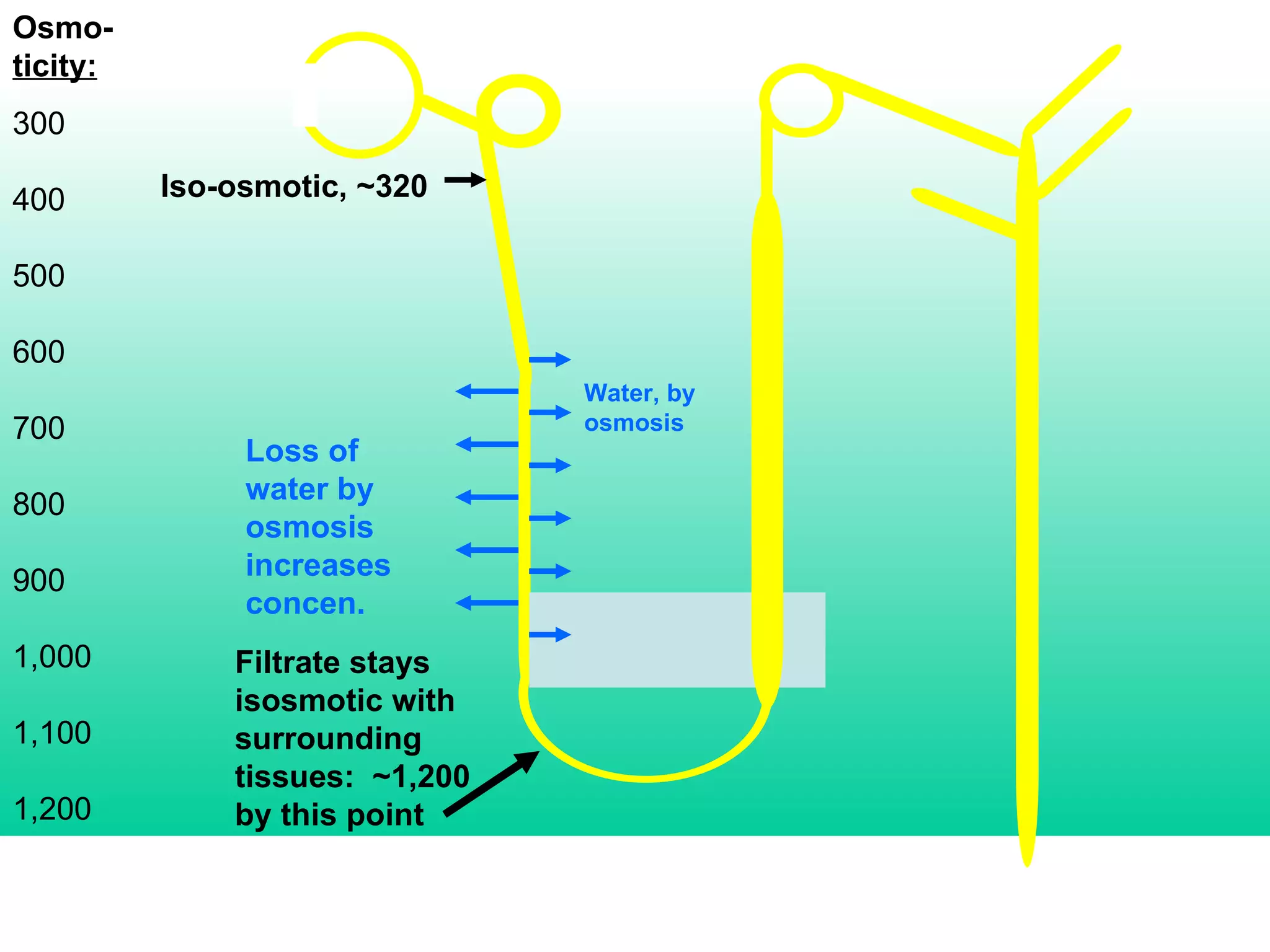 Osmo- ticity: 300 400 500 600 700 800 900 1,000 1,100 1,200 Loss of water by osmosis increases concen. Filtrate stays isosmotic with surrounding tissues:  ~1,200 by this point Iso-osmotic, ~320 Water, by osmosis 