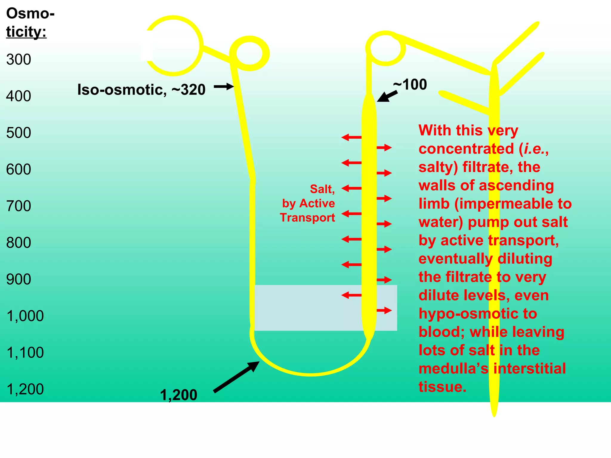 Osmo- ticity: 300 400 500 600 700 800 900 1,000 1,100 1,200 With this very concentrated ( i.e. , salty) filtrate, the walls of ascending limb (impermeable to water) pump out salt by active transport, eventually diluting the filtrate to very dilute levels, even hypo-osmotic to blood; while leaving lots of salt in the medulla’s interstitial tissue. ~100 Iso-osmotic, ~320 1,200 Salt, by Active Transport 